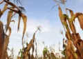 Cambio climático pone en riesgo alimentos, salud y energía en Centroamérica, advierte CEPAL