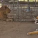 Rescatan tigre y león en Guatemala durante operativo ambiental en El Progreso