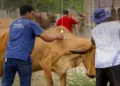 Centroamérica coordina respuesta regional para frenar el avance del gusano barrenador del ganado