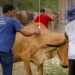 Centroamérica coordina respuesta regional para frenar el avance del gusano barrenador del ganado