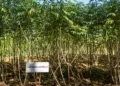 El Salvador incorporará nuevas semillas resistentes al cambio climático en la siembra de 2026