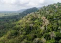Los árboles tropicales de Panamá obligados a alargar sus raíces por sequías, según estudio