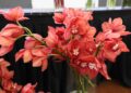 Exportaciones de flores de Guatemala crecerían 2 % en 2026