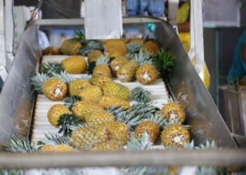 Panamá enviará primer contenedor de piña a Canadá bajo programa del TLC