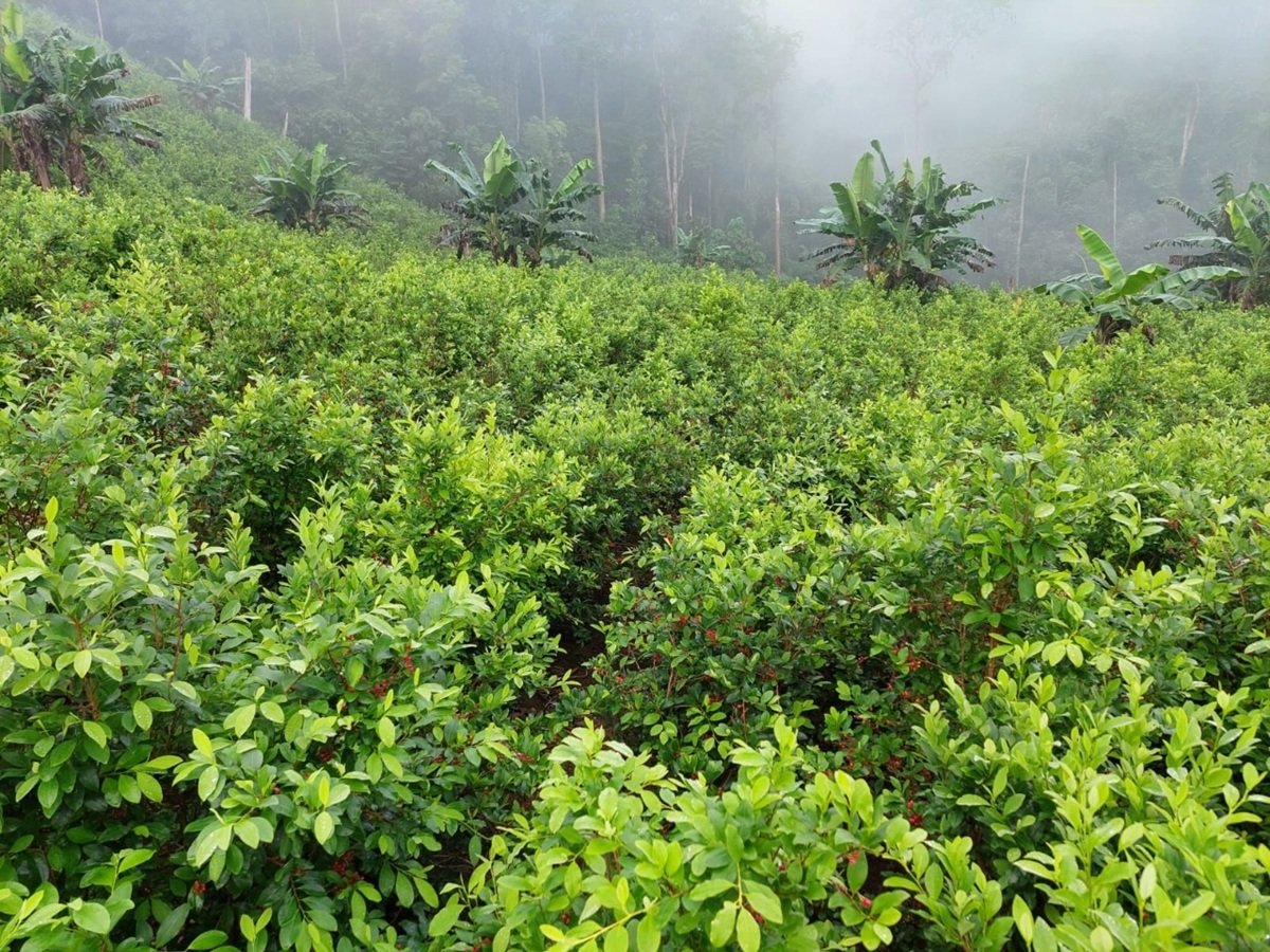 Centroamérica podría convertirse en nueva zona de cultivo de coca: 47 % del norte reúne condiciones, advierte la ONU