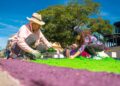 San Salvador prepara mega alfombra de Semana Santa de 1.7 kilómetros con más de 1,000 participantes