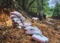Las capturas por minería ilegal en Costa Rica suman casi 500 detenidos en lo que va del año