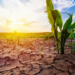Centroamérica ante un 2026 crítico: calor extremo y plagas amenazan hasta el 40% de la producción agrícola
