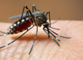 Honduras registra más de 2,200 casos de dengue en lo que va de 2026