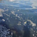Autoridades guatemaltecas investigan mortandad de peces en Puerto Barrios