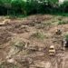 Gobierno de Bukele ajusta narrativa por tala de árboles en proyecto financiado por China en El Salvador