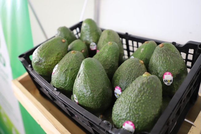 Guatemala apuesta por mercados de Corea del Sur y Taiwán para expandir exportaciones de aguacate