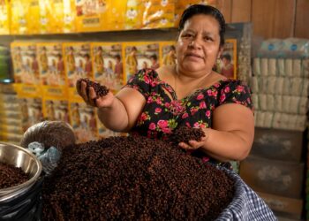 Guatemala y los zompopos de mayo: el manjar ancestral que regresa con las lluvias y alcanza precios de lujo
