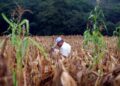 Guatemala enfrenta un déficit de lluvias de hasta 75 % y más del 61 % del país ya sufre sequía moderada