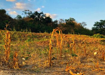 Sequía golpea Honduras: casi 35% de sus municipios está en alerta roja