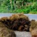 Asamblea aprueba que nuevas estructuras deberán construir pasos de fauna para reducir muertes de animales silvestre en Costa Rica