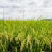 El arroz domina la producción de granos básicos en Costa Rica