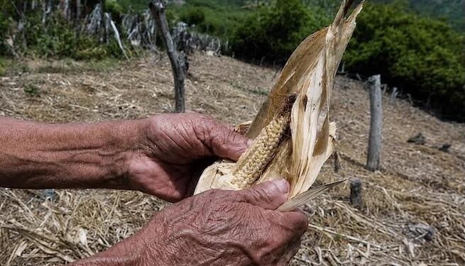 Sequía amenaza seguridad alimentaria de siete millones en Centroamérica, advierte organización