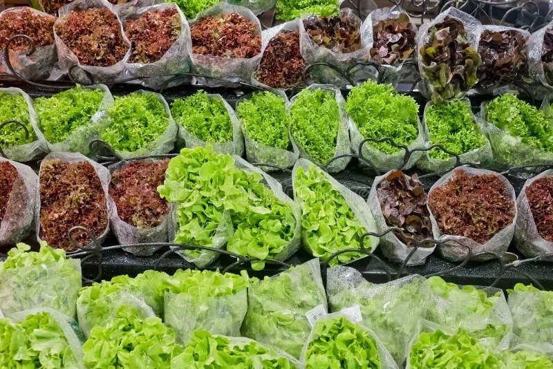 ¿Qué contaminó la lechuga en Estados Unidos? FDA halla Cyclospora tras brote que enfermó a 12.883 personas