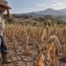 Centroamérica en riesgo alimentario: 6 de cada 10 familias agricultoras tienen reservas insuficientes