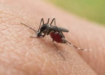 Panamá suma casi 2.000 casos de dengue en solo cuatro semanas y los contagios repuntan 28%