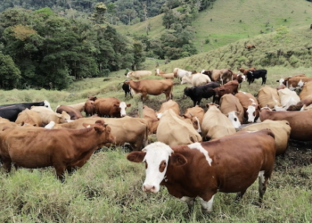 Productores de leche advierten daños en 2,400 fincas en Panamá tras el terremoto
