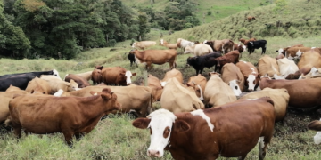 Productores de leche advierten daños en 2,400 fincas en Panamá tras el terremoto