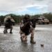 Bukele amenaza con ampliar la ofensiva contra pandillas en Haití si no liberan a los cuatro militares salvadoreños desaparecidos