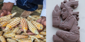 Estudio descubre que los mayas cultivaban maíz hace 6,000 años en lo que hoy es Belice