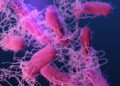 Embajada estadounidense alerta por brote de salmonela en Costa Rica
