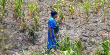 Centroamérica en riesgo alimentario: 6 de cada 10 familias agricultoras tienen reservas insuficientes